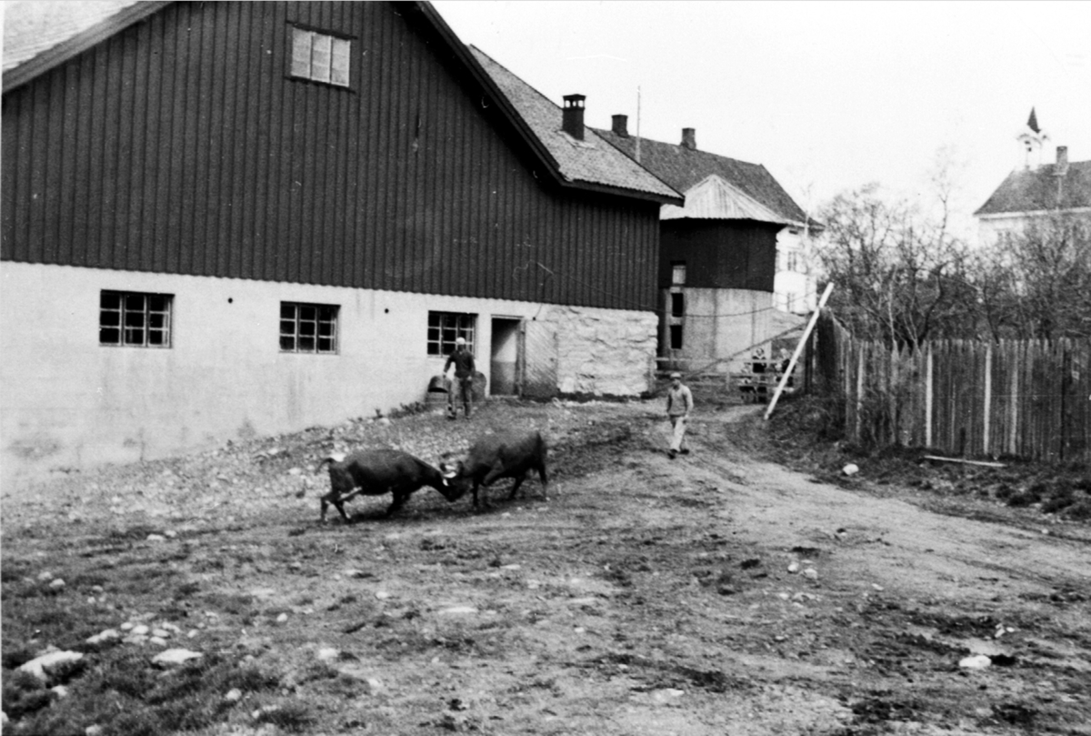 Kuslepp på Hjelmstad gård, Ringsaker. Fjøset før brannen. Fra venstre er Einar Larsen, Asbjørn Melby. Kranglete kuer.