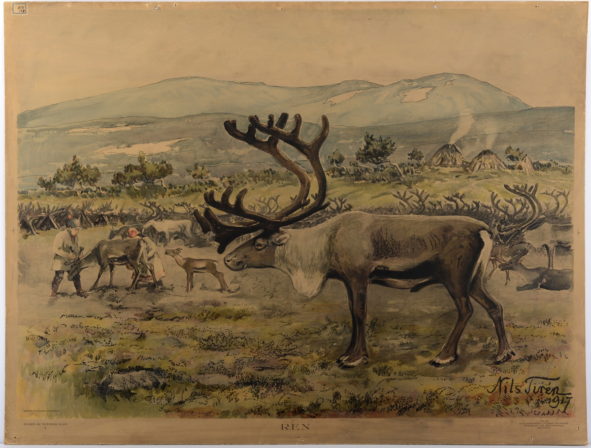 Flokk med reinsdyr på vidda ved samisk gammer.