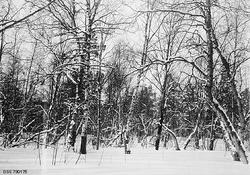 Bjørkebestand i Goskama-skogen ved Eibyelva i Alta i Finnmar