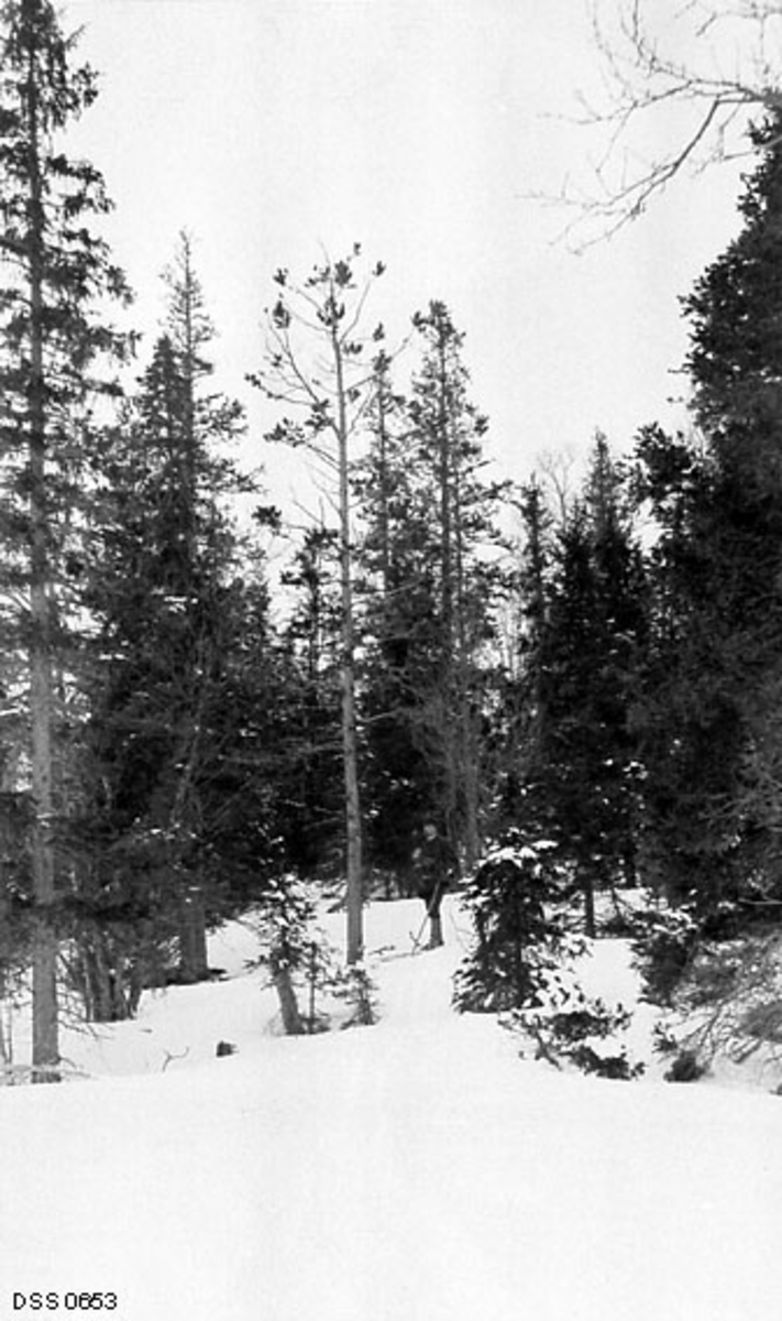 Vinteropptak fra litt glissen barskog i Hattfjelldal statsskoger.  Sentralt i bildet skimter vi en skiløper foran et furutre med delvis ribbete greiner og svært beskjeden barmasse. På kartotekkortet fra den statlige skogetaten er dette treet karakterisert som «Furu ribbet av storfugl».  Fotografen, Ivar Ruden (1880-1963), var skogforvalter i Helgeland distrikt i perioden 1908-1912, men synes å ha vært knyttet til denne regionen allerede året før han fikk denne stillingen.  I 1907 skrev i hvert fall Ruden en liten rapport i «Tidsskrift for Skogbrug» om «Storfuglen og Furuskogen nordpaa».  Her konstaterte han at det hadde vært et rikt år for fugleviltet, noe som gav grunnlag for bekymringer knyttet til konsekvensene for furuskogen.  Ruden «frikjente» rypa og orrfuglen når det dreide seg om skader på furuskogen - det var tiur og røy som fikk skylda.  Han mente å ha observert at disse fuglene særlig angrep «de øverste og mest udsatte Trær - disse Furutrær, der skal holde Skoggrænsen oppe, og hvis Krone Skogmanden altid spændt iagttager, naar han passerer dem, om de kan tænkes at bære frø og saaledes være Modertræ for flere Furuer.»  Skuffelsen var derfor stor når den samme skogmannen fant ei glissen krone og mengder av avbitte småkvister under furutrærne.  Skogforvalteren innrømte at dette var et marginalt problem i de store og frodige skogene i Sør-Norge, men at tiurens og røyas beiting på furukvist var et betydelig problem nordpå, der skogen var glissen, frøsettinga dårlig og gjenveksten langsom.  Her påpekte han at musegnag var et problem for småskogen, mens tiur og røy angrep de større trærne.  Ruden erkjente at storfuglen var «vort prægtigste Fuglevildt», men stilte spørsmål om hvorvidt verdien av dette viltet kunne oppveie de skadene tiur og røy gjorde på dan oppvoksende furuskogen.  For skogforvalteren var det et overordnet mål å utvikle tettere og bedre skogbestander og heve tregrensa.  I dette arbeidet anså han tiur og røy for å være skadegjørere, og han hadde nok gjerne sett at storfuglbestandene ble desimerte.