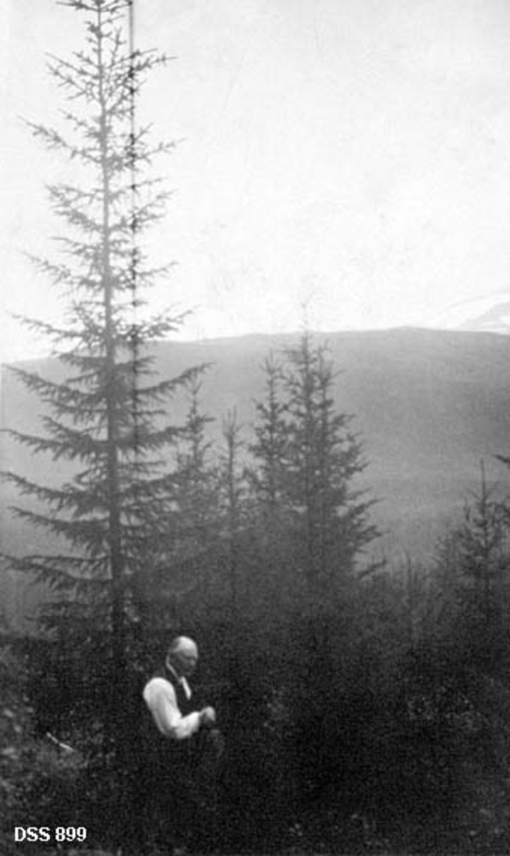 Granplanting utført av Einar Emil Nilssen mens han var forstassistent i Beiarn og Nordre Salten i perioden 1890-95.  På fotografiet står Nilsen, som i mellomtida hadde avansert til skoginspektør, ved en del frodige unggraner. Nilsen er iføret kvit skjorte og mørk vest. 