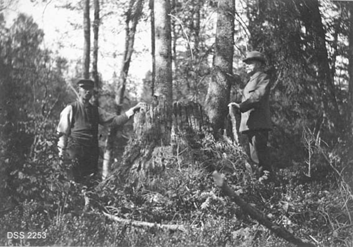 Grov, gammel eikestubbe som er voksested for to halvstore grantrær i Østre Moland prestegardsskog.  Skogvokter Jens G. Brækka til venstre for stubben, skogforvalter Johan G. T. Thorsen på høyre side, blandingsskog i bakgrunnen. 