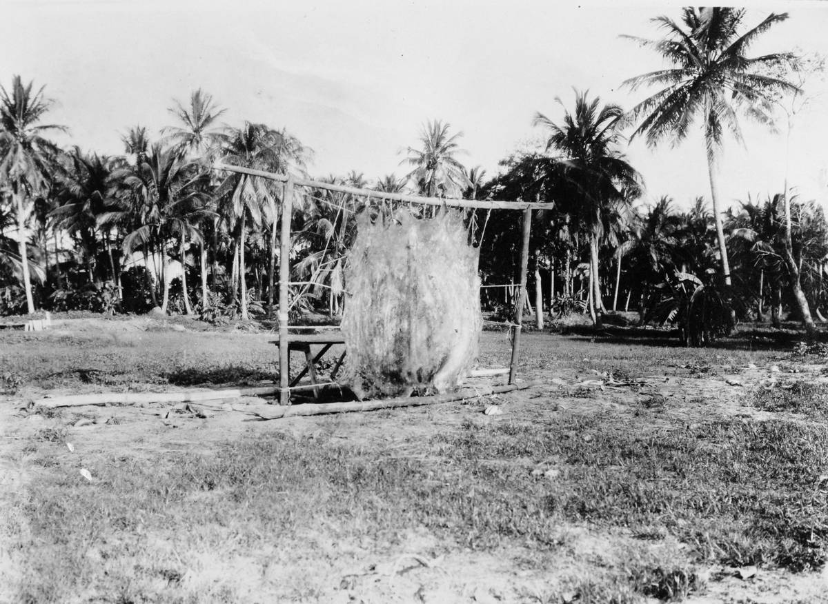 Mosambik 1914. Skinnet av en flodhest skutt av Christian Thams henger utspilt på en treremme.