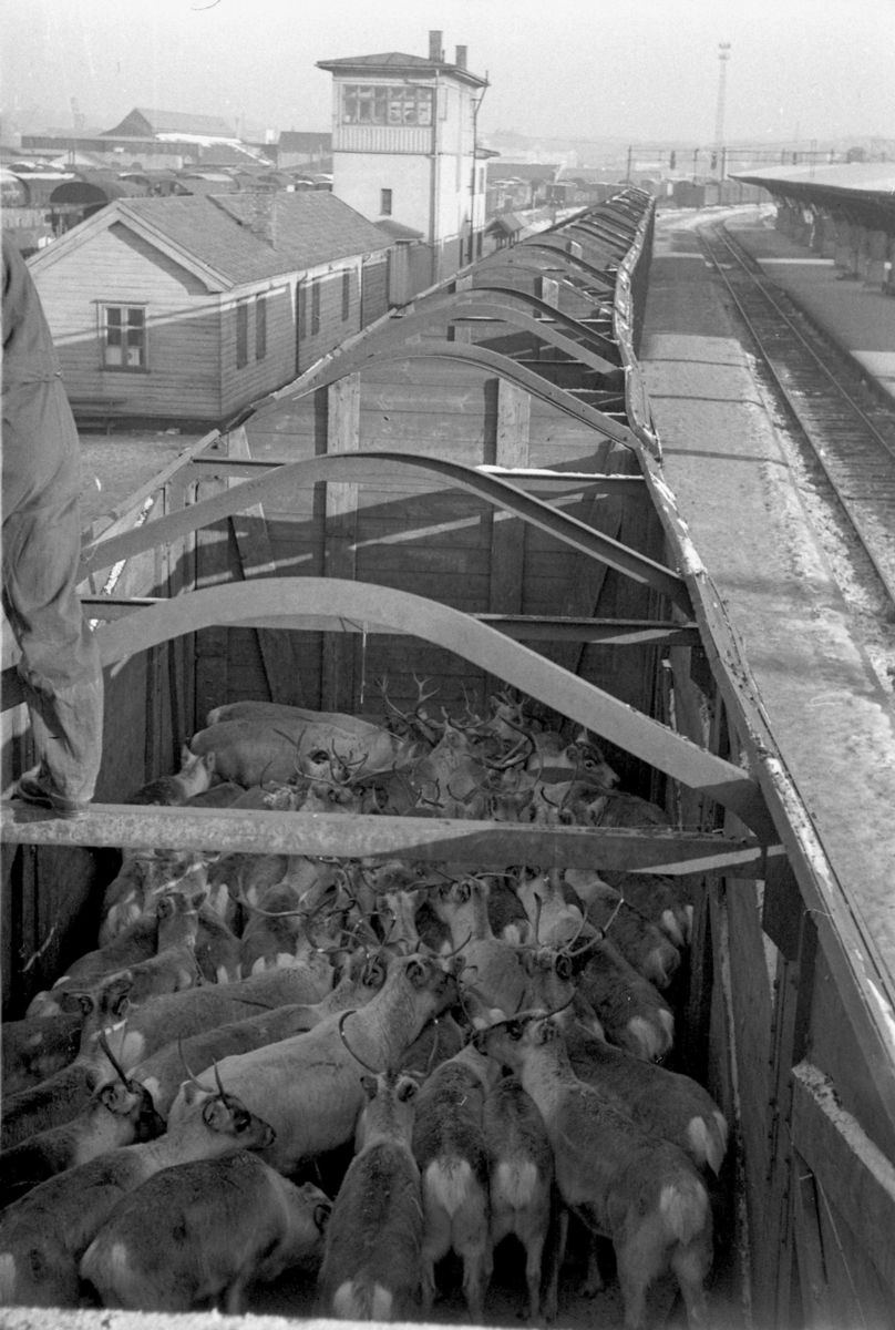 Foring av reinsdyr i jernbanevogner