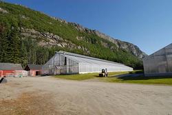 Ett av veksthusene i Alstahaug planteskole på Helgeland.  De