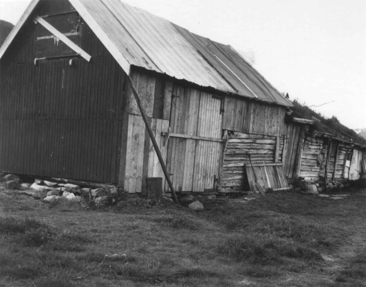 Fjøs i Oksvik, 1948.