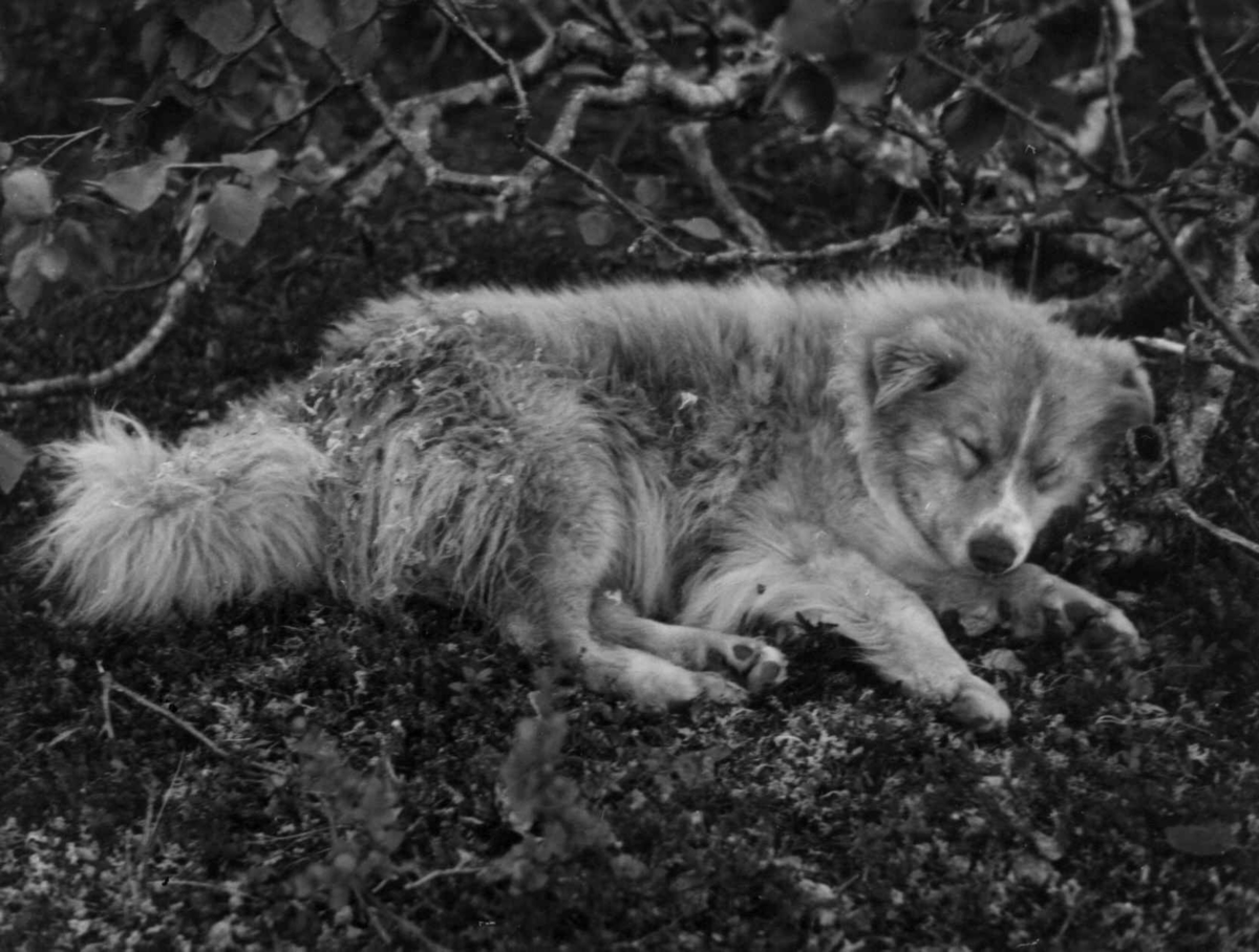 Hund tilhørende Kautokeinosamer, familien Eira har nettopp satt opp telt i nærheten. Finnmarksvidda 1956.
