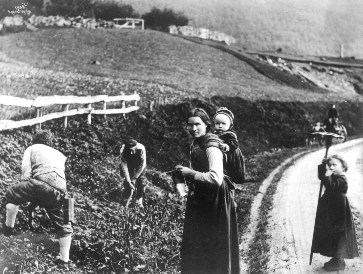 Høyonn i Hardanger, Hordaland,1885-90-årene. Menn slår skrabbslått med stuttorv, mens rakstekulla står på veien med riva.
I veikanten står en kvinne som bærer et barn på ryggen mens hun strikker. 