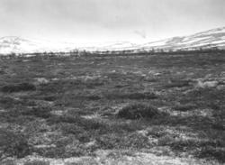 Oversiktsbilde med fjell nær Femunden, 1961.