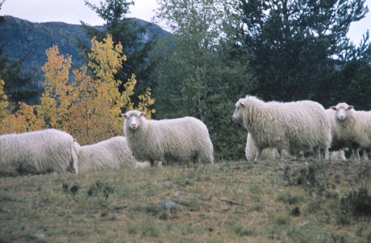 Spelsau. Røros Tweed bruker ull fra spelsau i produksjonen. Illustrasjonsbilde for Bonytt 1983.