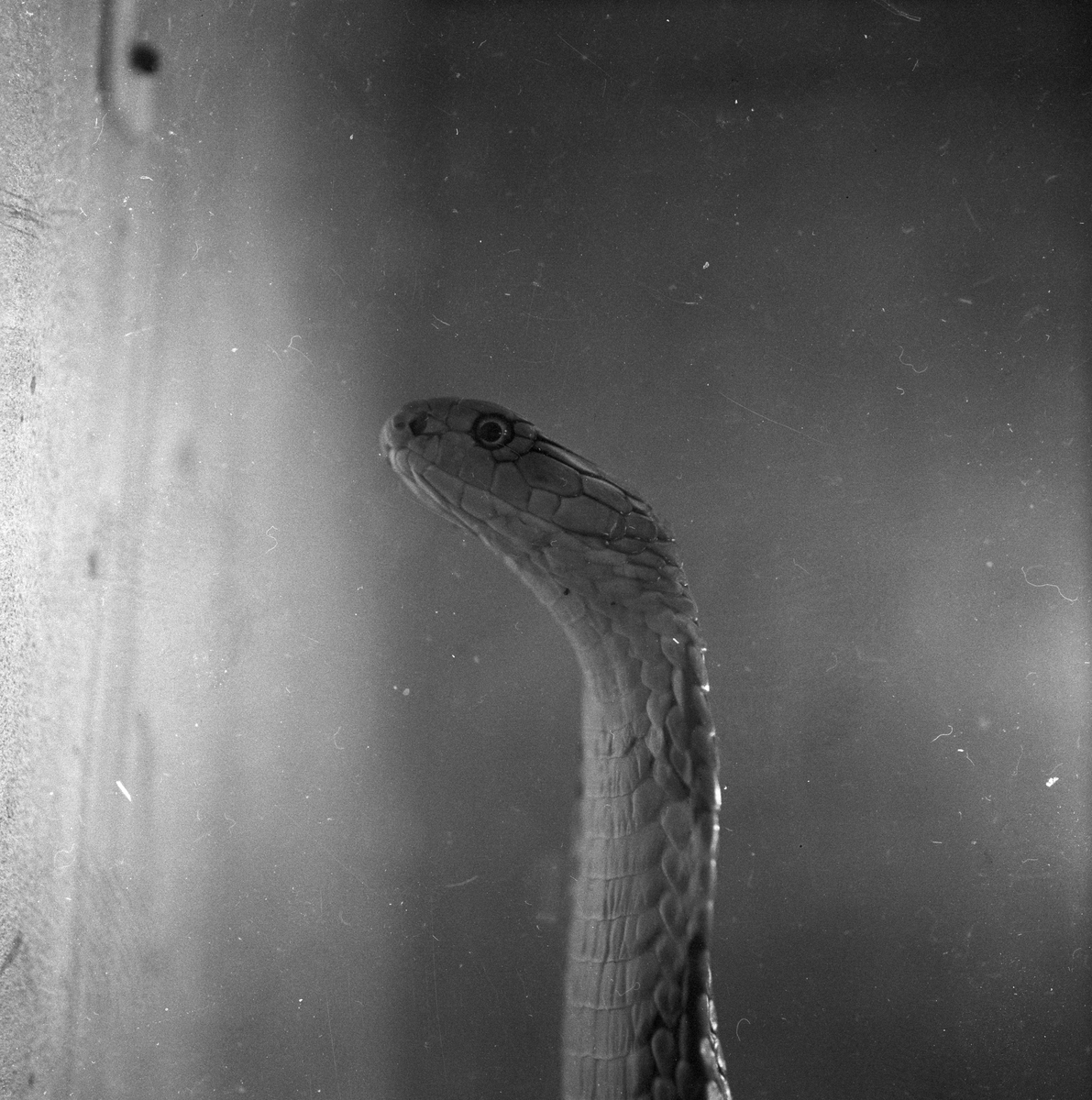Kobraslange.
Fotografert 1956.