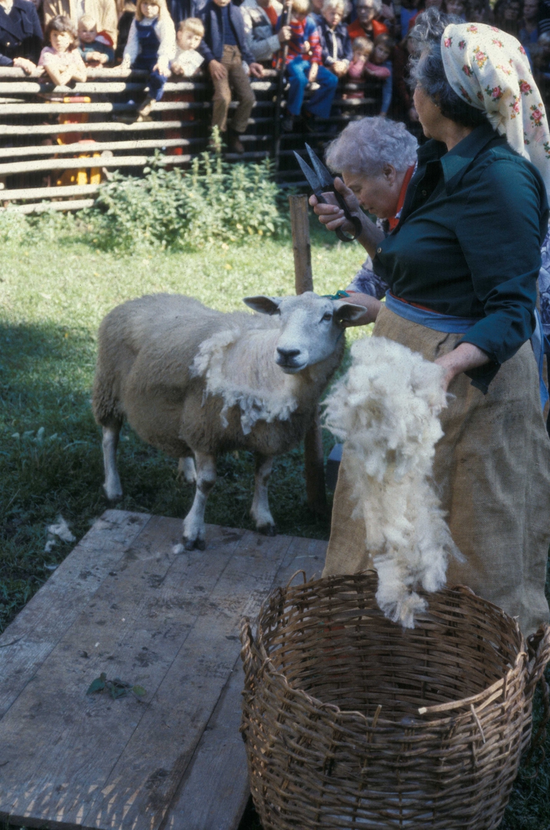 Saueklipping på Norsk Folkemuseum 1979.