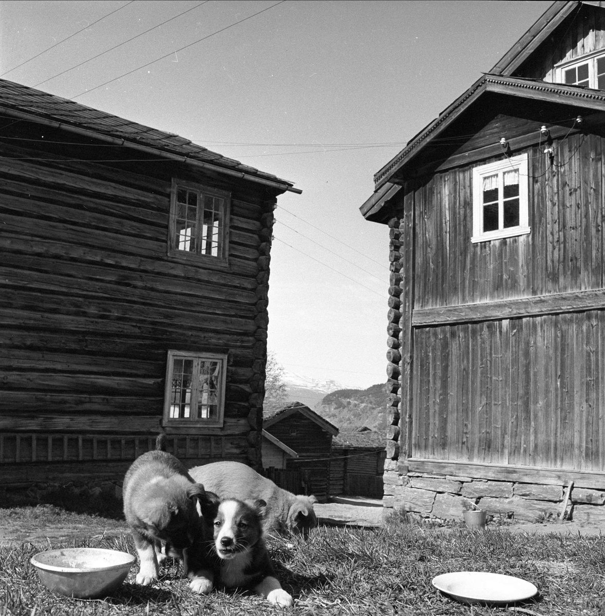 Vågå, Oppland, juli 1957. Hunder på gårdstun.