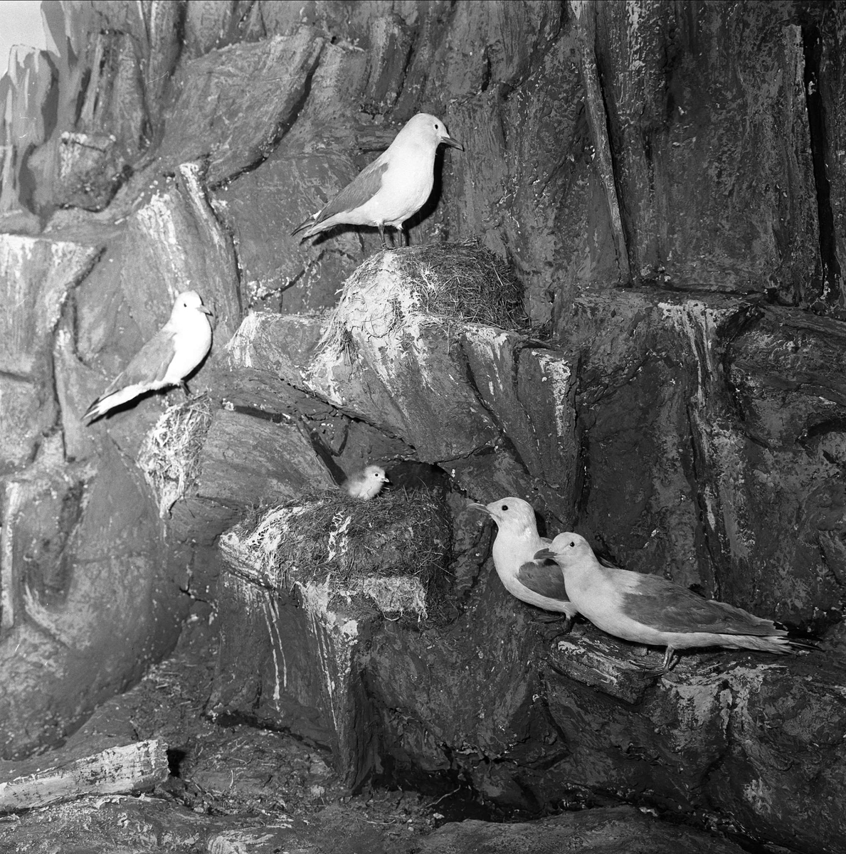 Tromsø Museum-Universitetsmuseet, Lars Thøringsvei 10, Troms, april 1963. Utstilling av fugler.