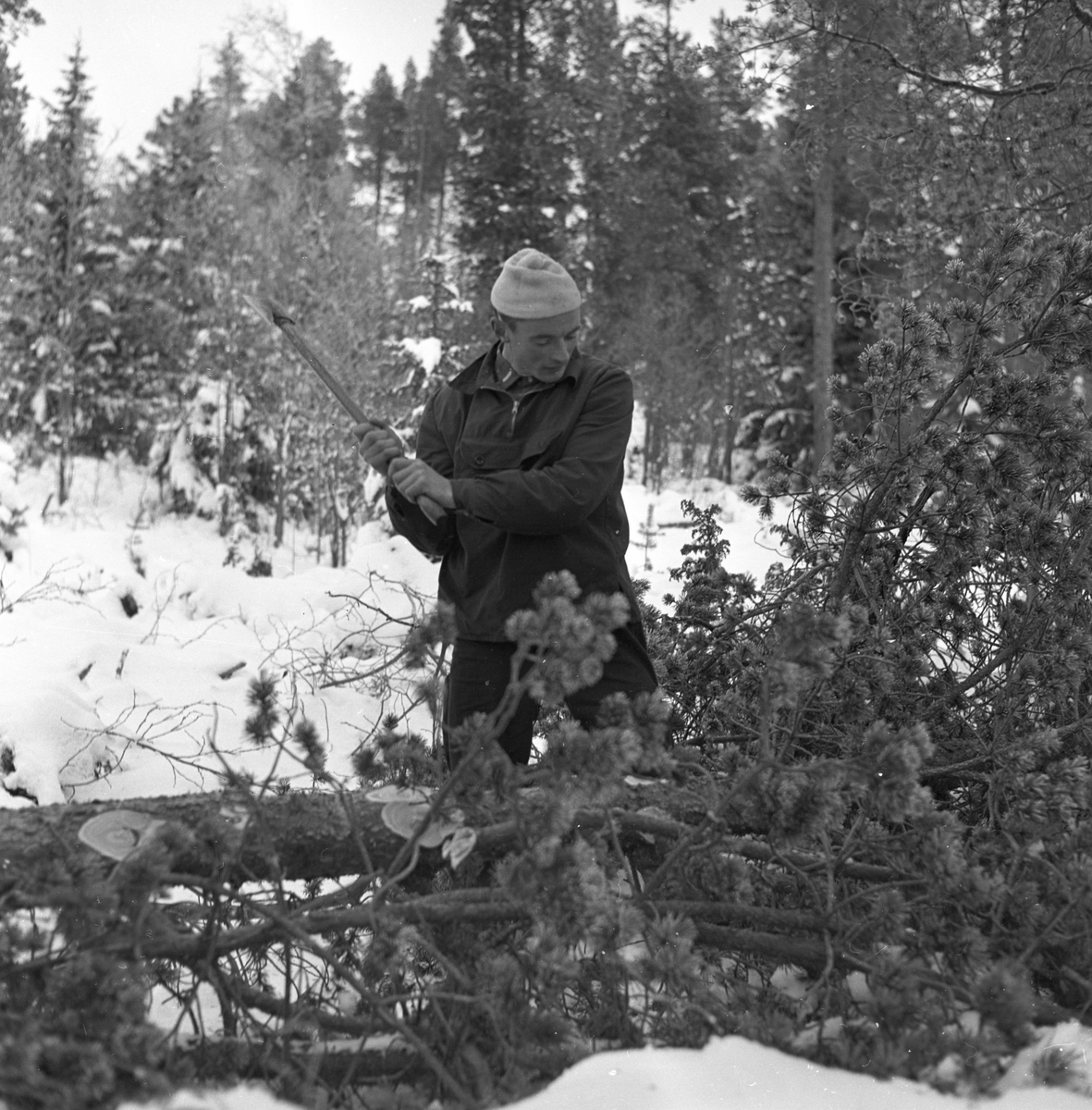 Hedmark, Tynset, Savalen, 13.04.1964, langrennsløperne trener.