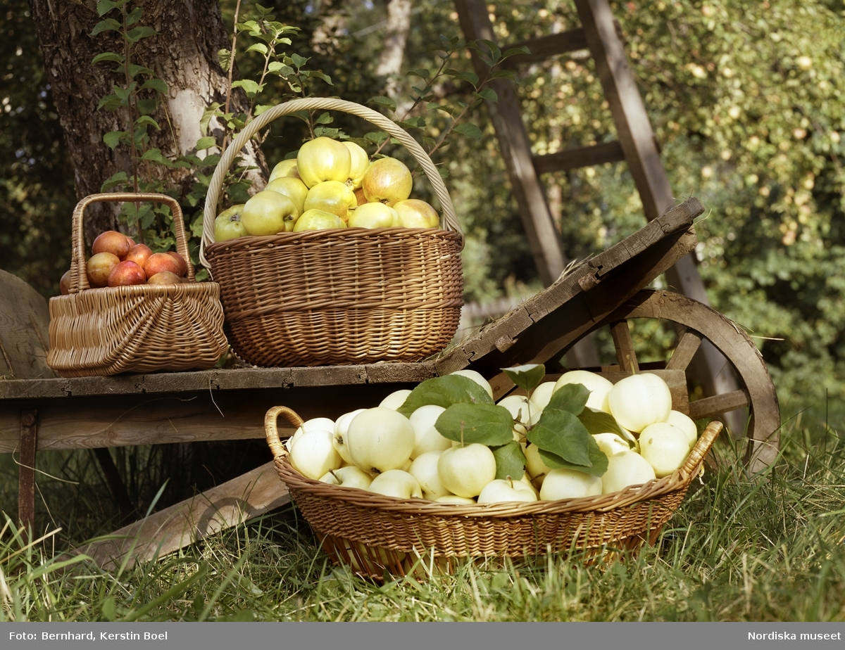 Mat. Frukt. Äpplen i korgar på skottkärra av trä ute i trädgård.