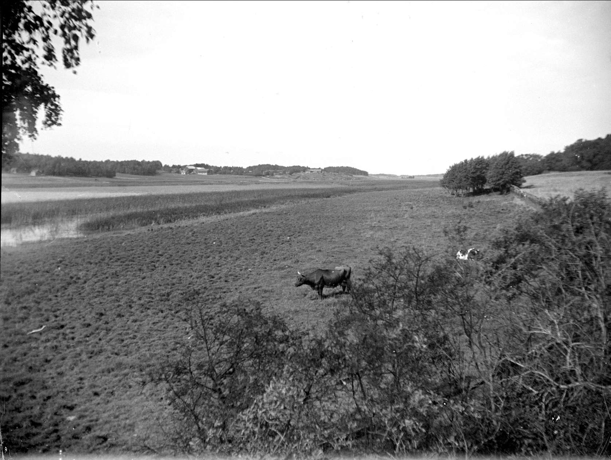 Strandäng vid Dalbyviken, Hammarskog, Dalby socken, Uppland september 1929