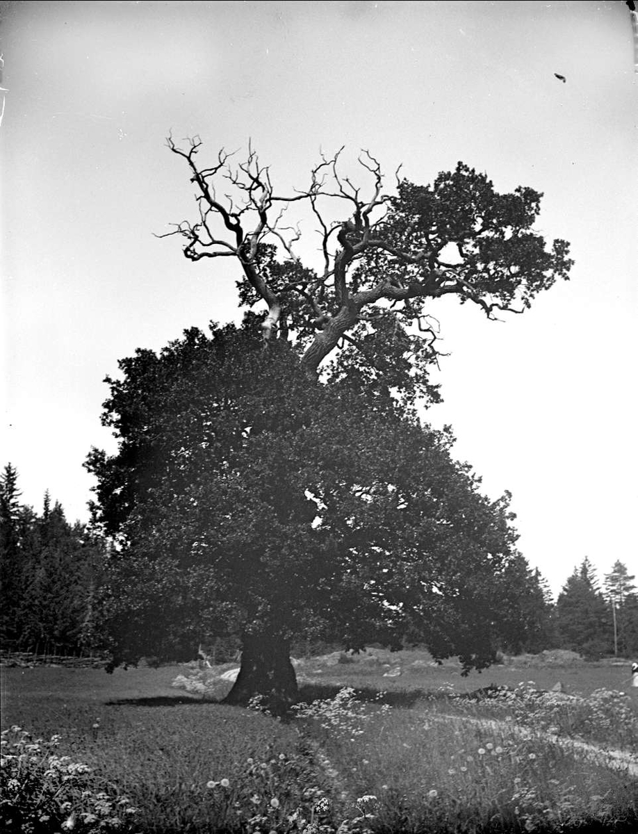 Lövträd vid Hjulsta, Enköpings-Näs socken, Uppland juni 1914