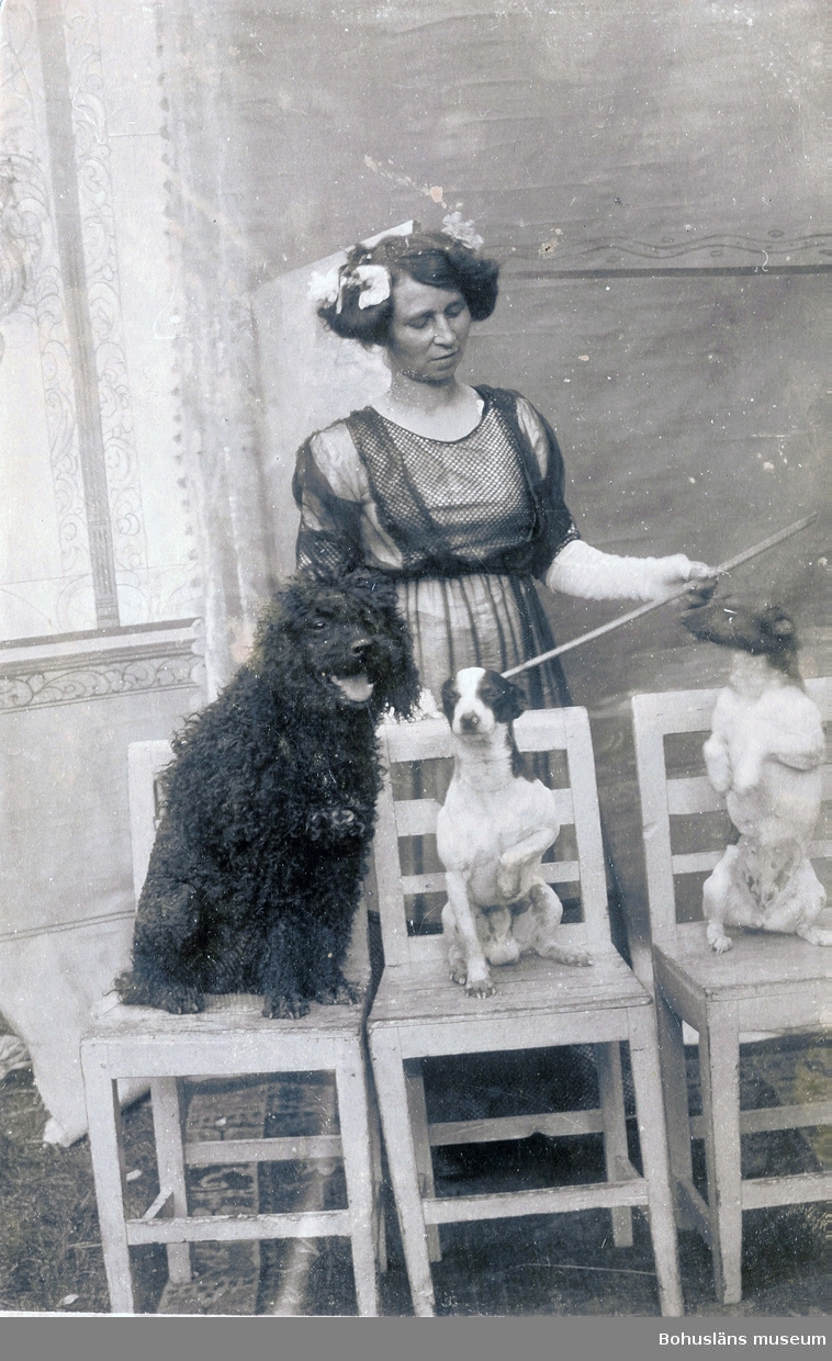 Augusta Hertzberg med sina dresserade hundar. Privat foto.