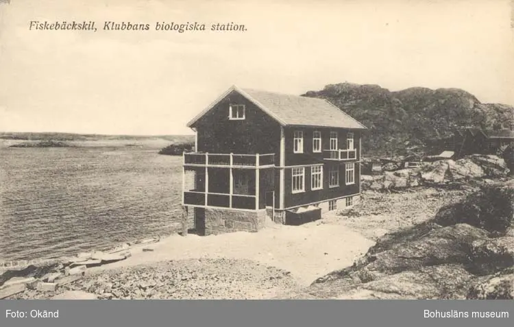 Tryckt text på kortet: "Fiskebäckskil, Klubbans Biologiska station."
"Tekla Bengtssons Pappershandel, Fiskebäckskil."