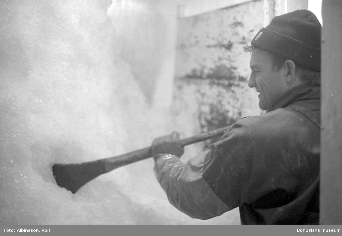 "Isbingen i lastrummet. Harald Hansson hackar loss is till räk och fisk. Man isar varje vecka i Kungshamn. Den isen räcker i regel hela veckan ut" enligt fotografens notering.