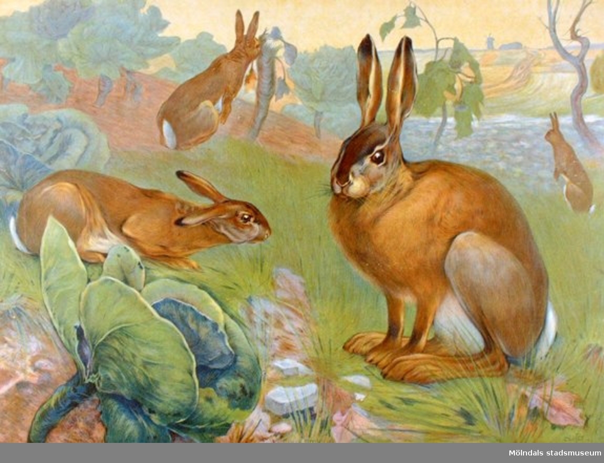 Biologi.Hare/Lepus Timidus.