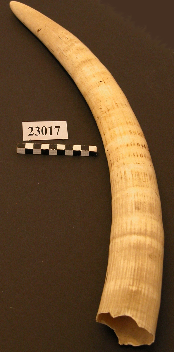 En stor valrosstand av vitgult ben. Längsgående räfflor i ytan. I spetsen är benet vitast. Basen flikig och vass i kanten. Benrester kvar inne i tanden intill ca 260 mm från basen.