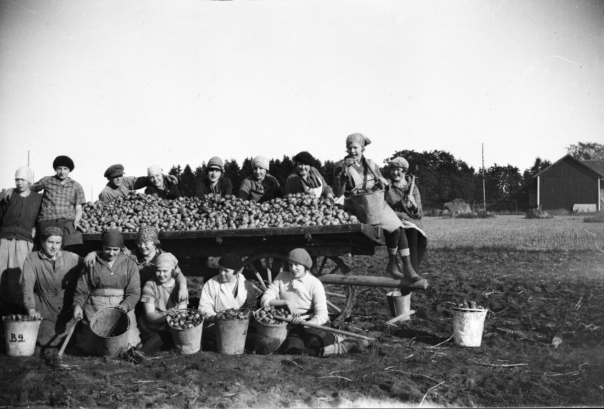 Potatisplockare med potatisskörd, Fackskolan för huslig ekonomi i Brogård, Tensta socken, Uppland