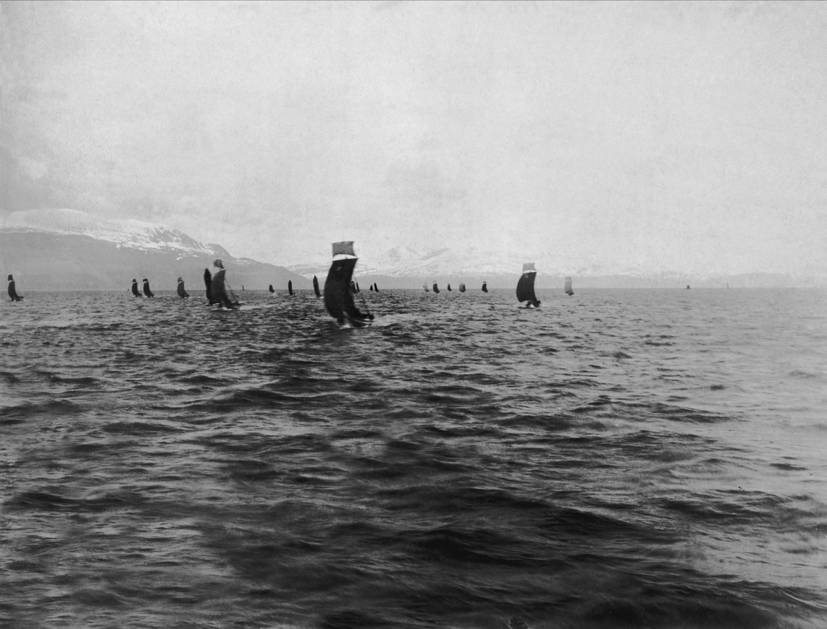 Nordlandsbåter på Vågsfjorden under regattaen i 1891.