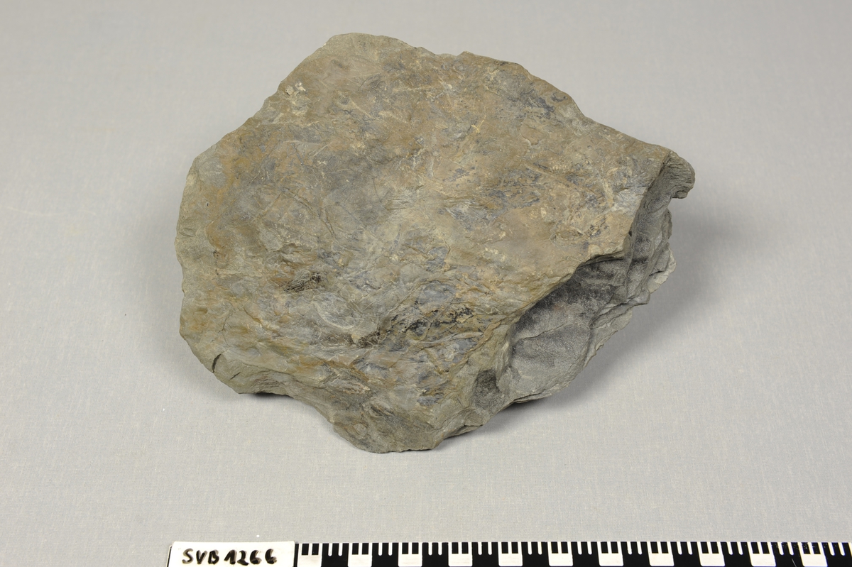 Stein med blad fossil på begge sider. Løvtre.