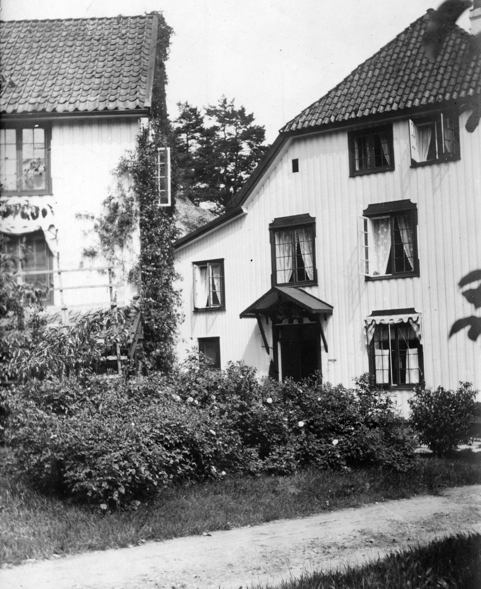 På tunet,  Frøvik gård. Roser i full blomst, ca. 1920 -30