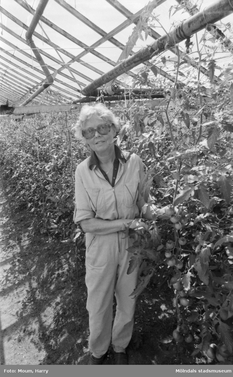Maj Britt Karlström vid sin tomatodling i Mölndal, år 1984. Fotografi taget av Harry Moum, HUM, Mölndals-Posten, år 1984.