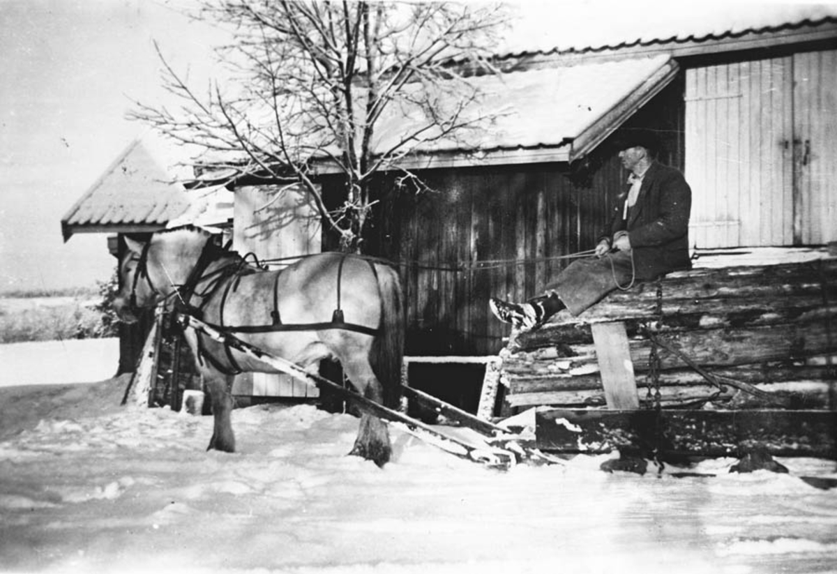 Wilhelm Skjønnhaug med hest og tømmerslede på gardstunet.