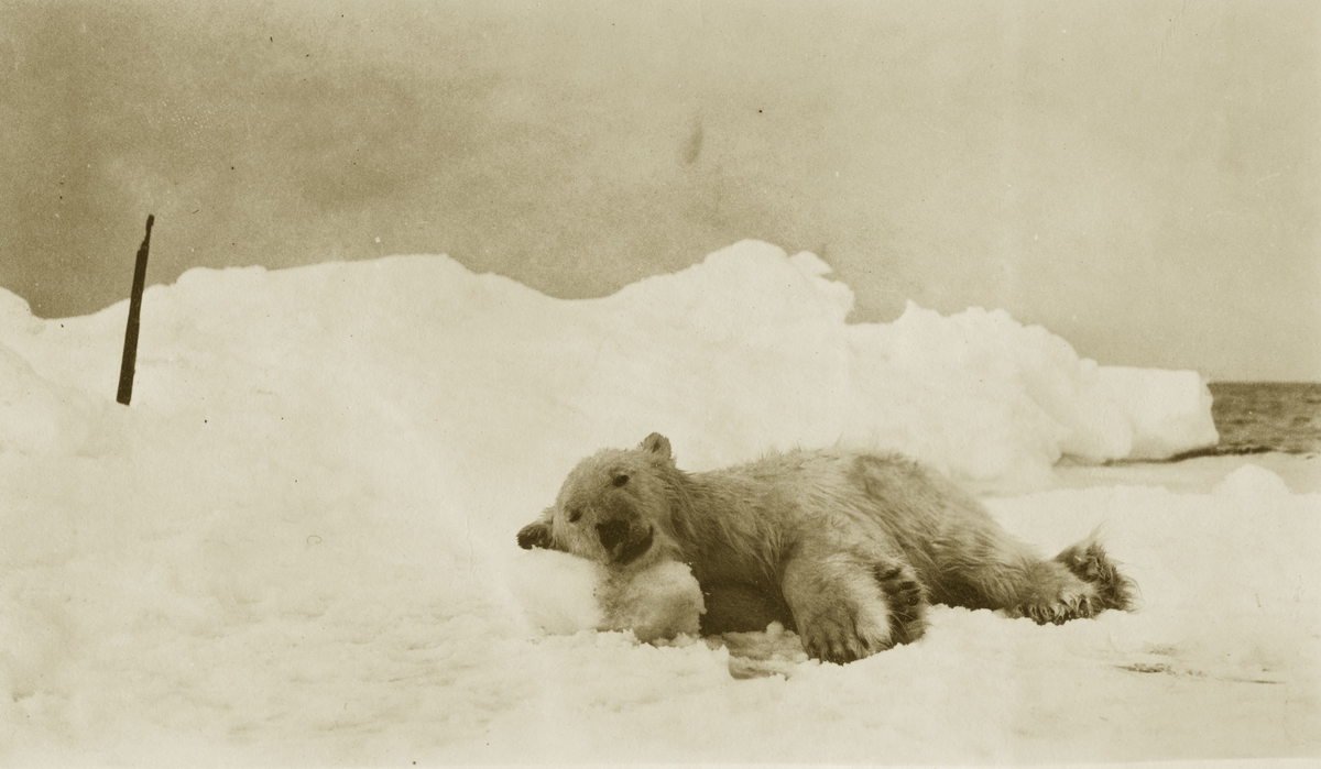 Isbjørn ligger i sneen. Bildet er trolig tatt på en av Amundsens reiser.