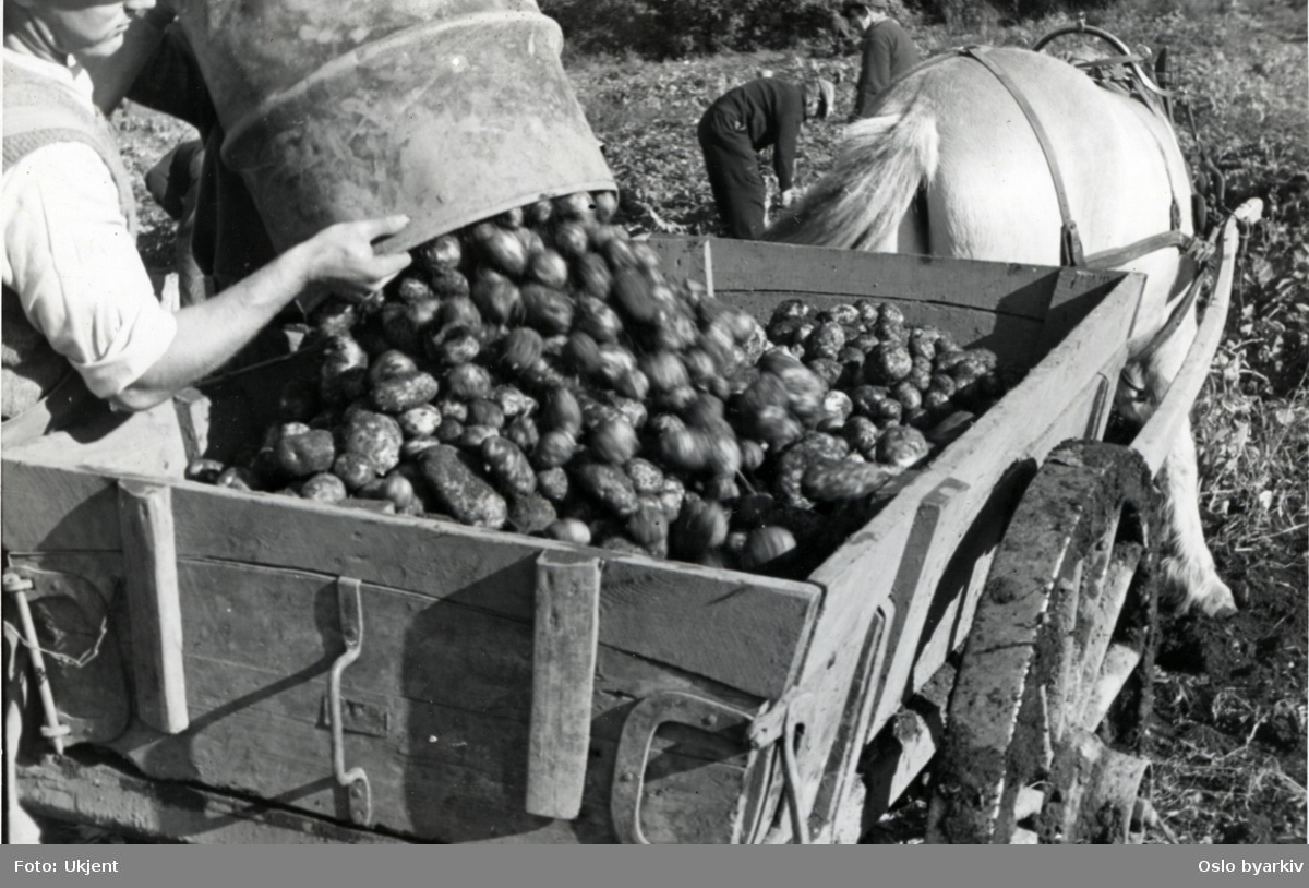 Innhøsting av poteter under krigen. Tømming over i hestekjerre.