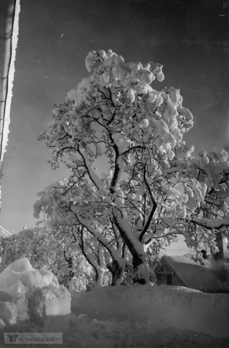 "Yggdrasil". ."Snø-vinteren 1939-1940".
