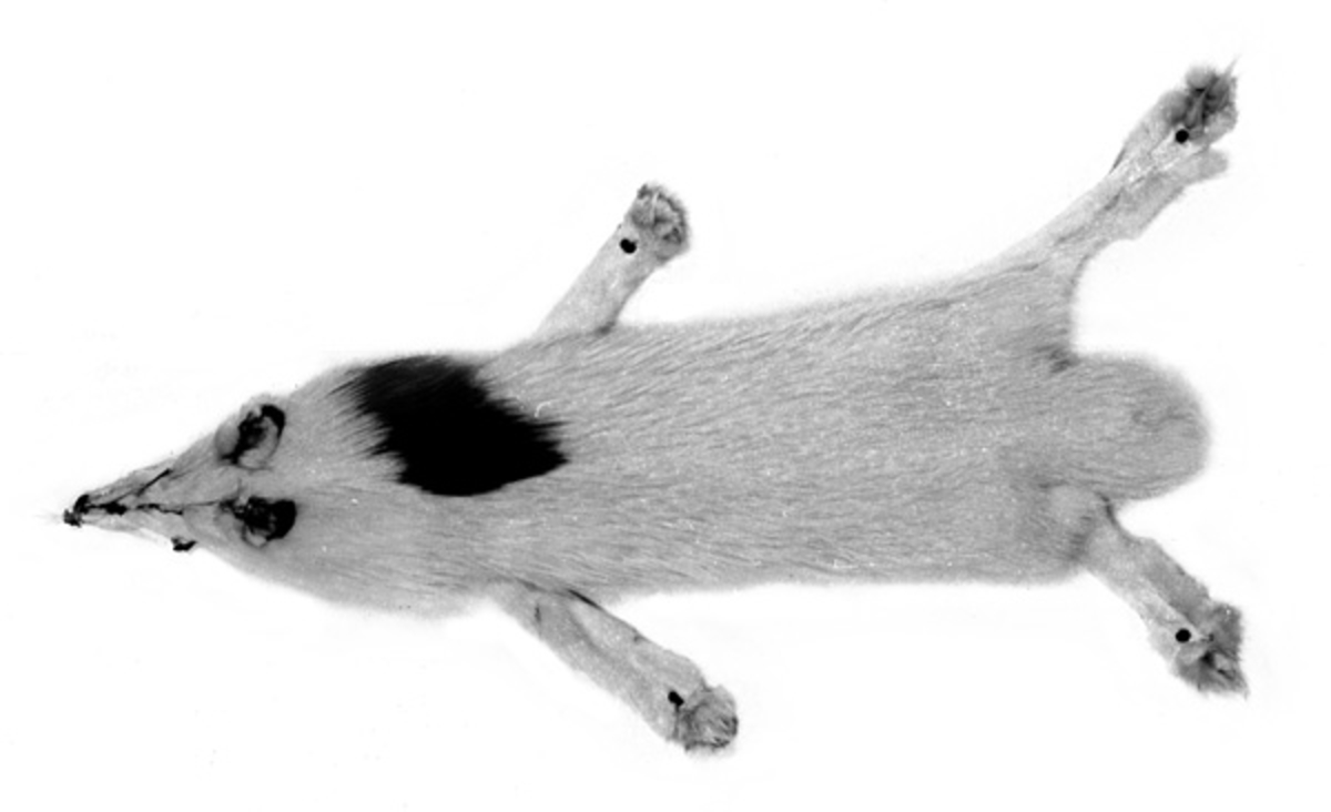 Revskinn av en kryssning mellom rødrev og forvillet platinarev. 
Skutt i Grunke i Vestre Slidre vinteren 1969. 
Lengden er målt fra snute til halespiss. Halen er veldig kort, antagelig kappet på en eller annen måte. 
