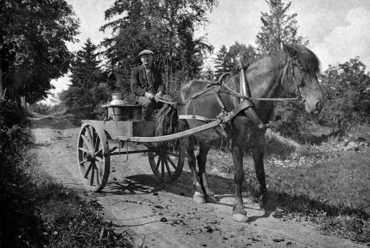 Harald Braanaas kjører melk med hest og kjerre i Ambsgutua, Heramb, Ringsaker.