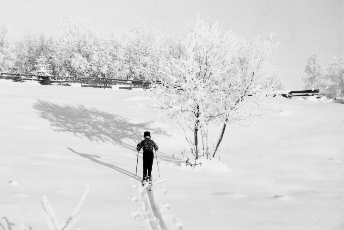 Skiløper. Barn. Kan sjå ut som klypt fra et Aukrust-miljø i Alvdal, men skiløper er Hans Chr Medlien fotografert nedpå enga i Medlien, Ringsaker, mens det ennå var beiteland. 1967.