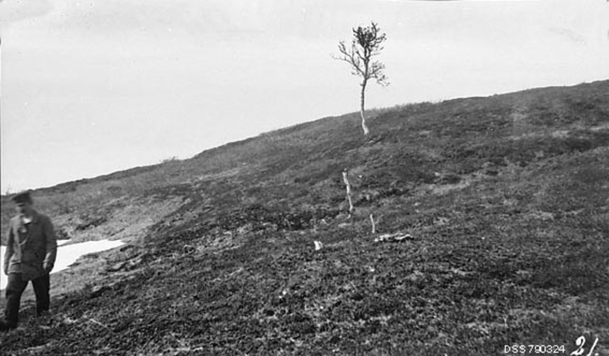 Vegetasjon i fjellterrening på Andsfjellet i Sør-Reisa i Troms, fotografert i 1909.  Bildet viser et skrånende fjellterreng der ei enslig bjørk og en litt høy bjørkestubbe stakk opp fra den ellers lave markvegetasjonen.  Helt til venstre i bildeflata gikk en mann, og bak ham skimtes en liten snøflekk som sommersola ennå ikke hadde smeltet i en forsenkning i terrenget.

Bildet er tatt av daværende skogforvalter Ivar Ruden, som sammen med skogvokter Hilbert Helgesen fikk i oppdrag fra skogdirektøren å «at fremkomme med en samlet fremstilling av de skade, som de svenske flytlapper og ren har voldt på skogen i Tromsø amt, samt i løpet av sommeren at foreta de i den anledning nødvendige befaringer».  Karene reiste på befaringer og hadde med seg kamera for å dokumentere det de anså for å være skader som var påført fjellskogen av samer som var svenske skatteborgere og deres reinflokker mens de nyttiggjorde seg sommerbeiter på norsk grunn.  En helt grunnleggende observasjon var at samene på disse beitevandringene orienterte seg mot bjørkeskogsebeltet oppunder tregrensa.  Ruden formulerte det slik: «Flytlappernes fordring til sinme liggeplasser er, at der fra disse skal være nær og bekvem adgang til deres behov forøvrig, nært til vand og mulig nogen oversigt over landskapet omkring.  Man finder vistnok at gjætere i forbifarten kan slaa op sine telt og at de under flytningen holde hvil eller kafferaster paa steder, hvor der kun findes vekst av ris; men egentlig sommerliggeplads – med opsætning av leirtelter og stabur og sammenlægning av ildsteder m. v. – velger de aldrig, der hvor det ikke findes bjerkeskog.»  Bjørkeskogen brukte samene først og fremst til brensel og til gjerder, rundt samlingsplasser der reinsimlene ble mjølket eller skilt på grunnlag av ulikt eierskap, og på steder der man ønsket å lede dyra i bestemte retninger.  Konsekvensen, mente Ruden, var at det øverste bjørkeskogsbeltet ble uthogd, noe som førte til økt klimabelastning på nedenforliggende skogområder og dermed også til synkende skoggrenser mot fjellet.  Enslige bjørketrær og høystubber, som vi ser på dette fotografiet ble ansett for å vitne om ei slik utvikling.  Studien av skogforholdene i de områdene der reinen vandret over riksgrensa for å finne sommerbeite var en del av et norsk-svensk oppgjør etter unionsoppløsningen i 1905.  I Norge ble de skogfaglige innleggene i denne striden ble formulert av forstkandidatene Ivar Ruden og Agnar Barth, mens den svenske holdningen ble underbygd av jägmästare Anders Holmgren.

Rudens beskrivelse av forholdene i området der dette fotografiet er tatt er gjengitt under fanen «opplysninger».