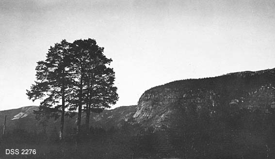 "Kong Hanes grav" i Bygland i Setesdal.  Forhøyning i terrenget med 3-4 digre furuer i forgrunnen, muligens gravhaug.  I bakgrunnen steile fjellsider med skogkledd platå på toppen. 