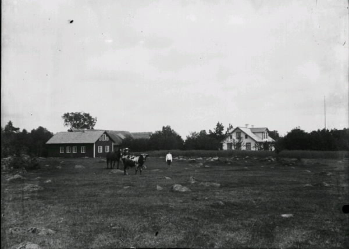 Långhult Drängsered socken. Betesmark med kor och en häst framför bondgård med mangårdsbyggnad och ekonomibyggnader.  Till höger om djuren står en pojke, Karl Jönsson.