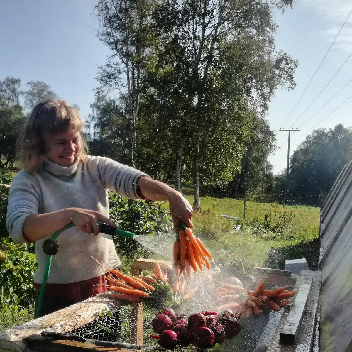 Grønne røtter
