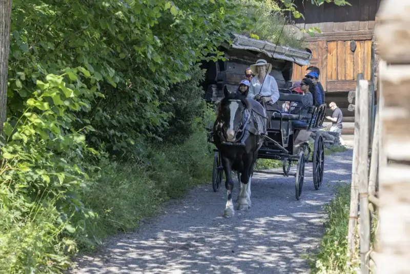 Besøkende kjører med hest og vogn på grusvei i friluftsmuseet under Sankthansfestivalen på Norsk Folkemuseum.